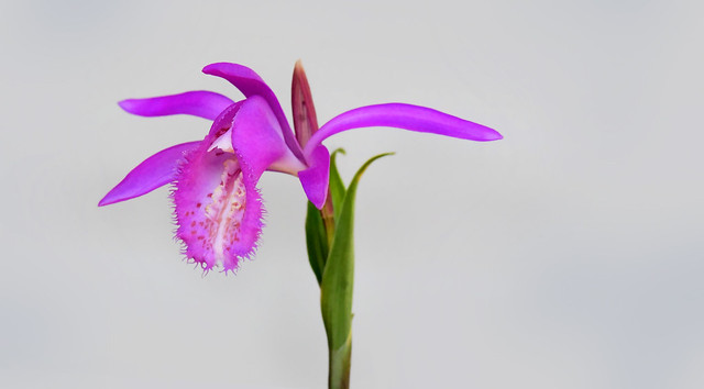 Tongariro Orchid