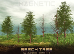 Magnetic - Beech Tree