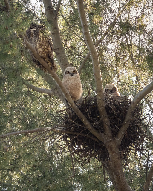 Great-Horned Owls 4/14