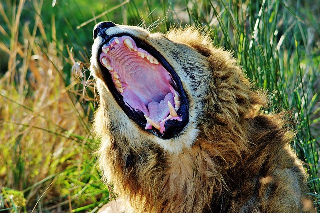 Male Lion Yawning (Panthera leo)