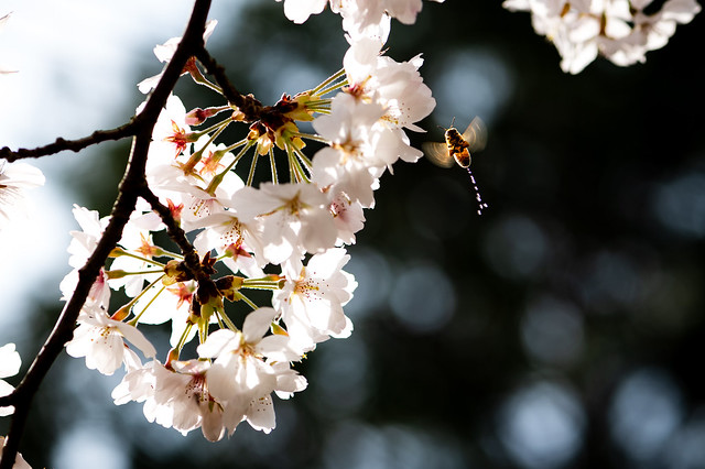 地元の桜 2023 #6ーMy hometown cherry blossoms 2023 #6