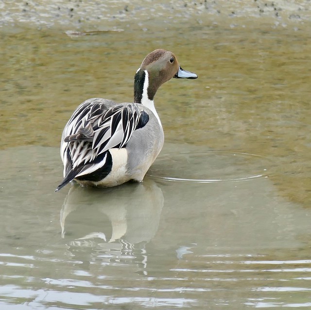 male northern pintail duck