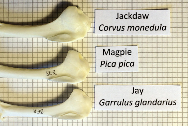 Jackdaw-magpie-jay humerus proximal caudal view 60