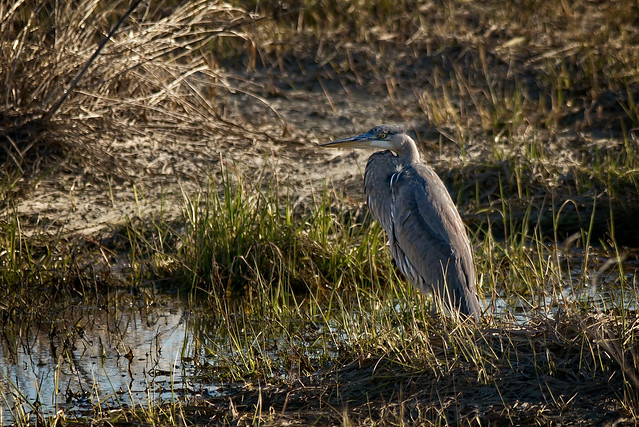 _DSC6613 Morning on the marsh