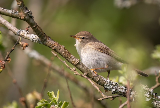 The Willow Warbler