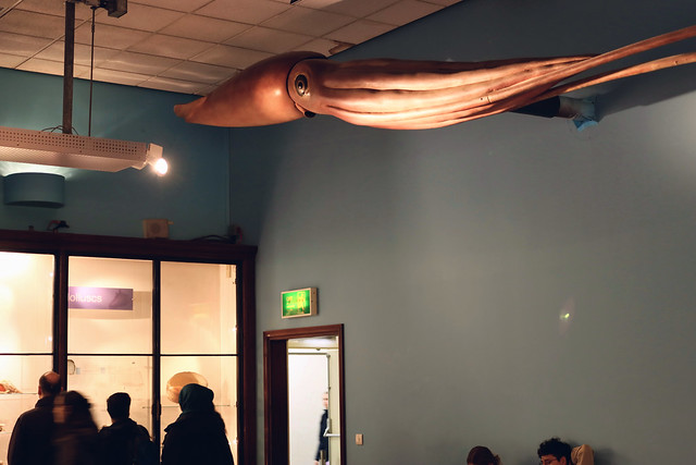 Squid in the Marine Invertebrates gallery