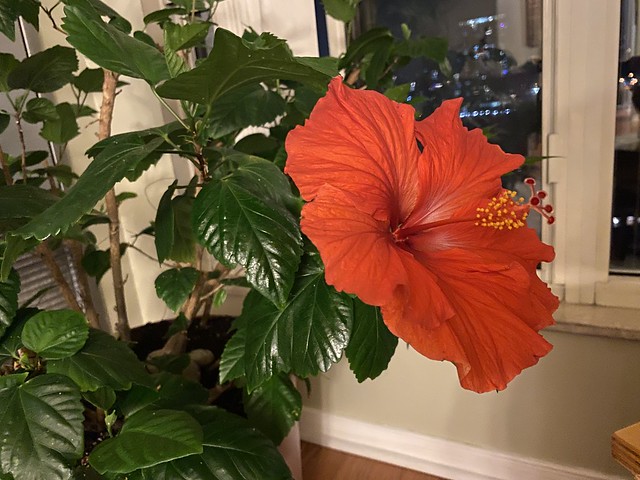Another look at yesterday's hibiscus