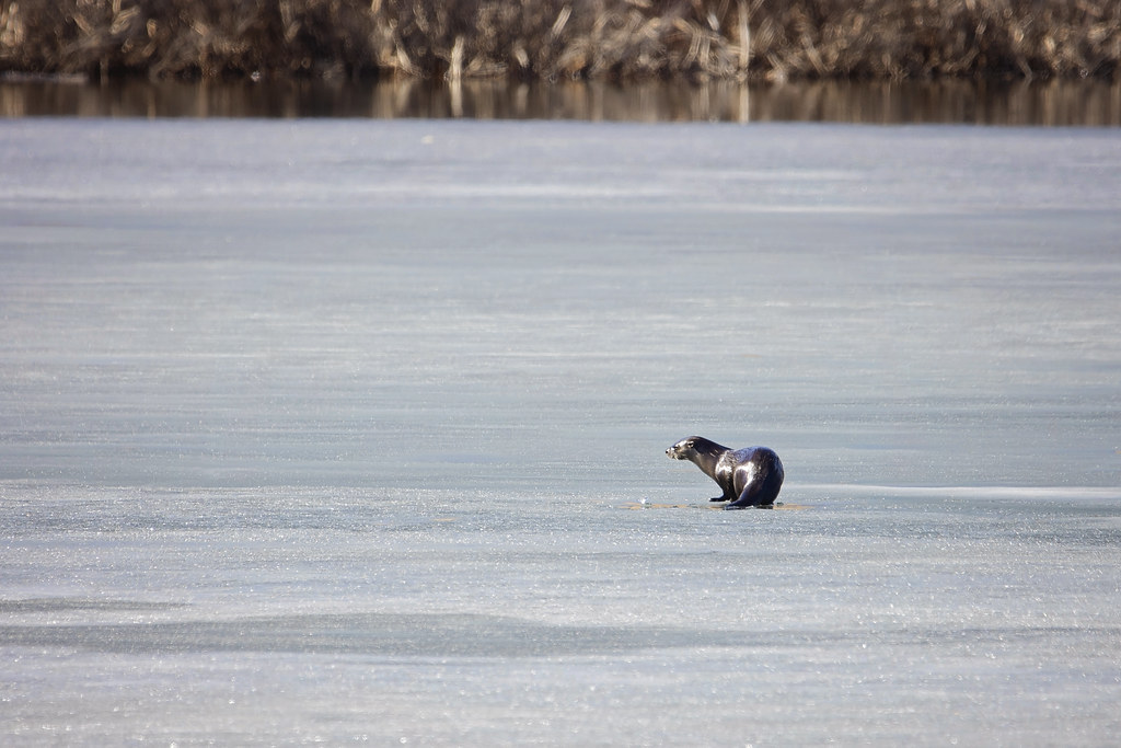 River Otter | First time I've ever seen an otter in the wild… | Flickr