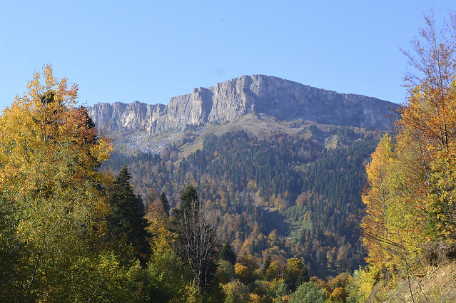 Autumn in mountains forest