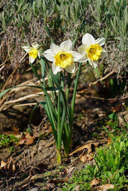 Saturday Daffodil