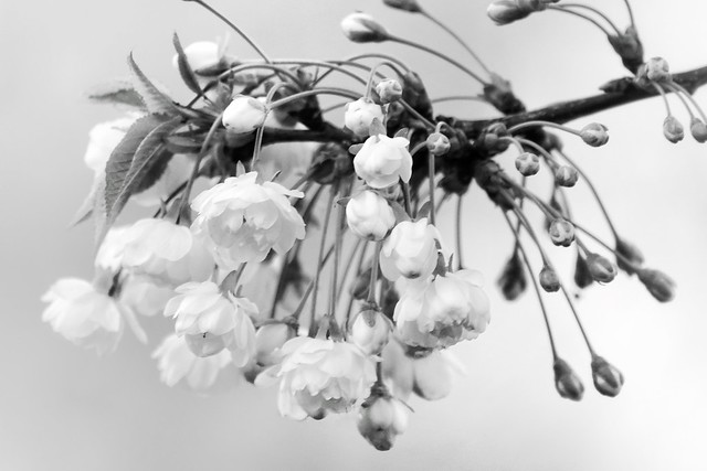 Blossom in monochrome