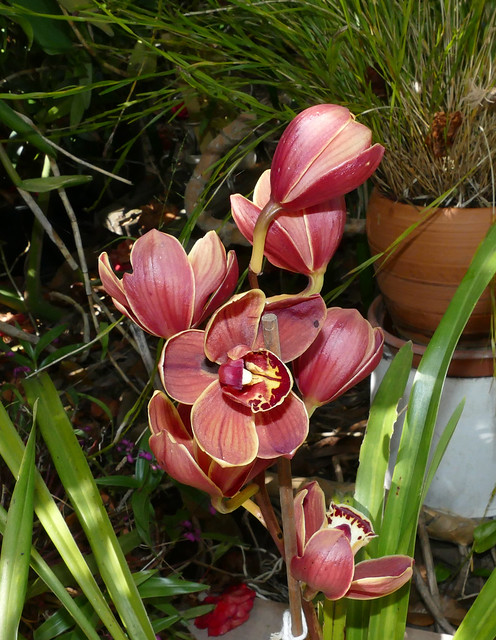 Cymbidium Valley of Death ('Gypsy' x Wallacia 'Burnt Gold' 4N) hybrid orchid 4-23