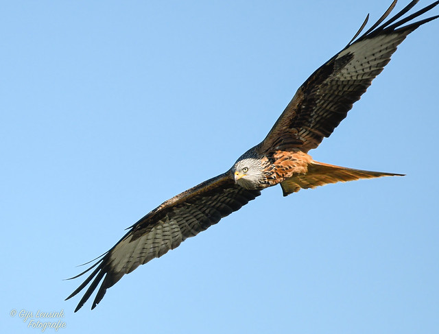 Rode-Wouw Red-Kite