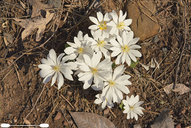 Middle Creek Bloodroot