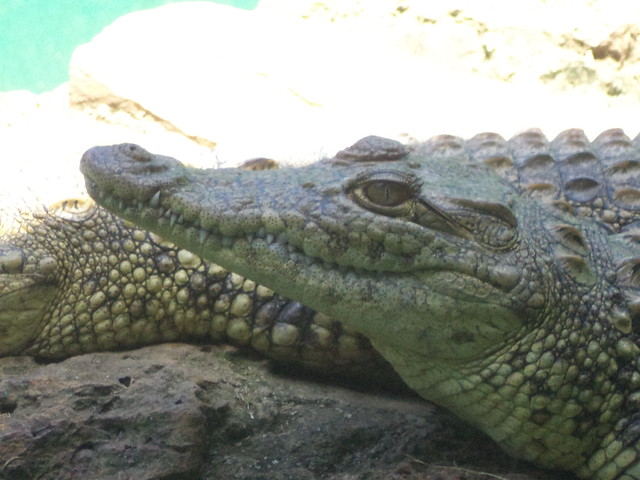crocodiles #visit #natureworldadventures for more wildlife and nature adventures