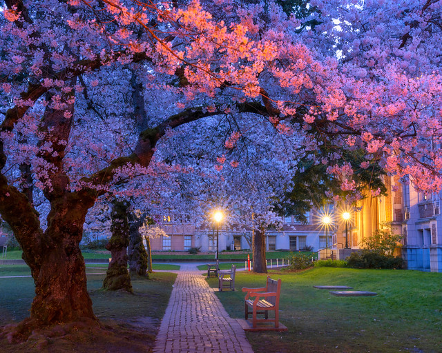 Cherry Blossom Garden: By the Light of the Golden Lamps