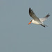 Flickr photo 'Caspian Tern (Hydroprogne caspia)' by: Mary Keim.