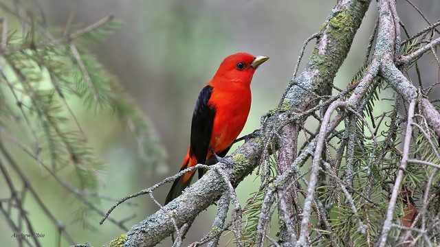 Piranga écarlate - Scarlet Tanager