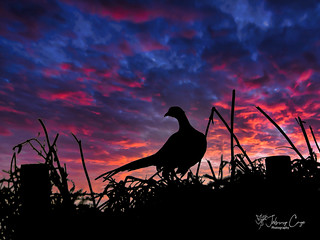Pheasant In Silhouette