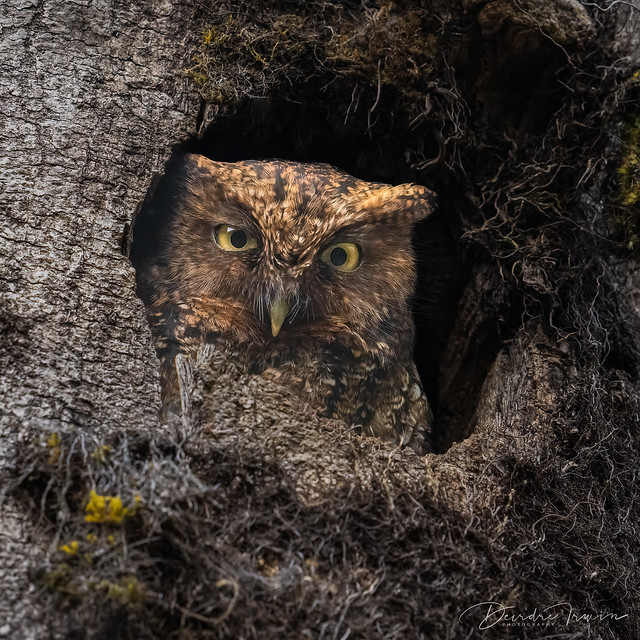 Wild Bare-shanked Screech Owl, Costa Rica