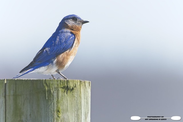 Bluebird On A Post