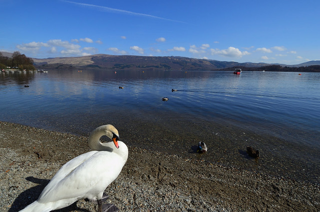 Swan at Loch Lomond