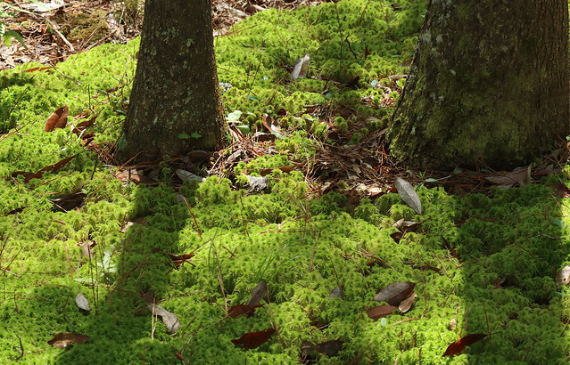 A Patch of Sphagnum