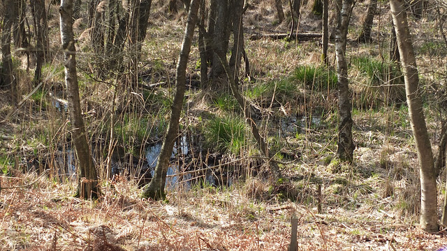 typisches  Laichgewässer des Moorfrosch im Naturpark Maas-Schwalm-Nette