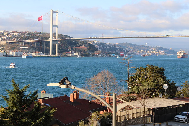 View from Istanbul Bosphorus and Pigeons