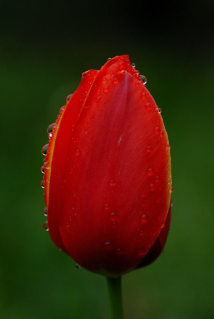 wet tulip