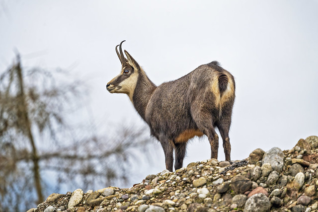 Chamois on the rock