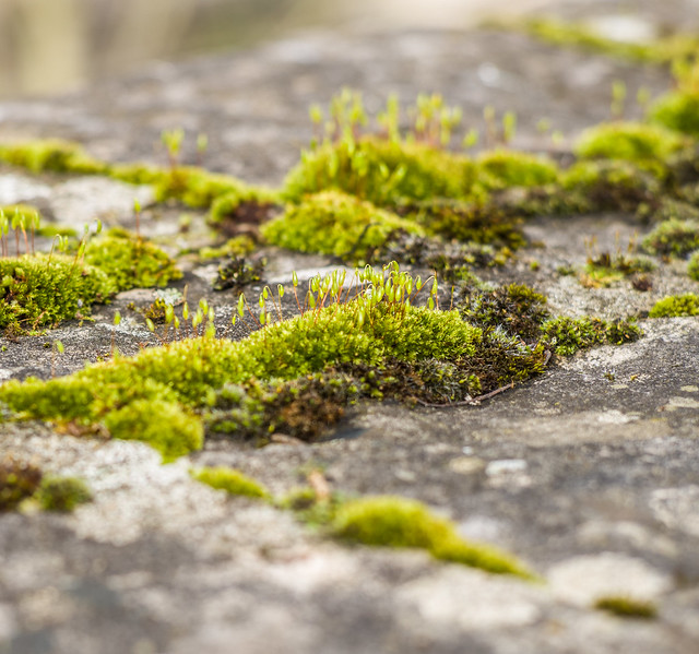 Urban Forest