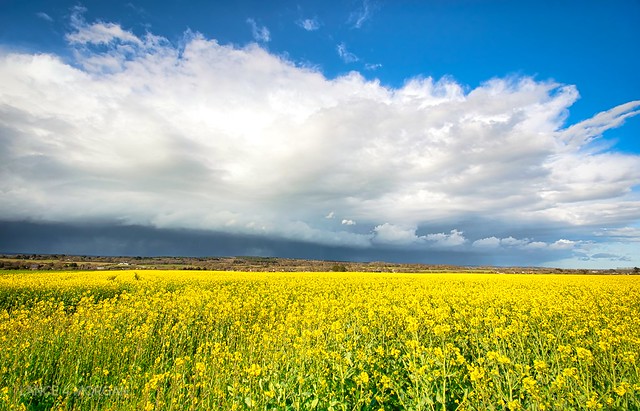 Rapeseed & Thunderstorms in Thorley