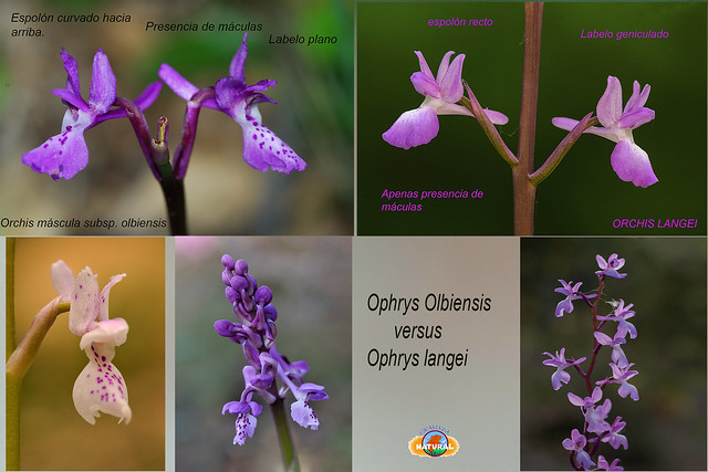 comparativa Orchis olbiensis Orchis-langei--ficha-mural