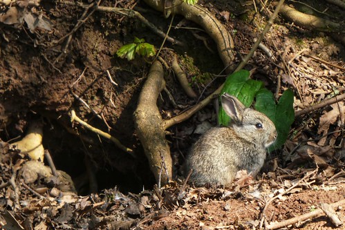 Young rabbit outside its burrow