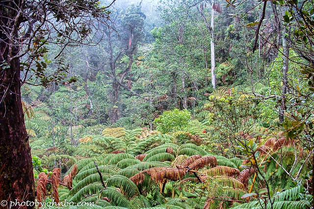 Hilo Rainforest-1
