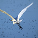 Flickr photo 'Great Egret Escape at Bombay Hook' by: Phil's 1stPix.