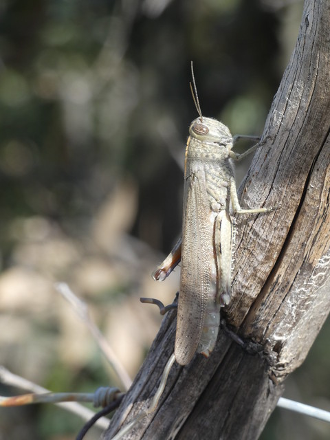 Egyptian Locust on a Fence Post, Brač, Dalmatia, Croatia, 12 April 2023