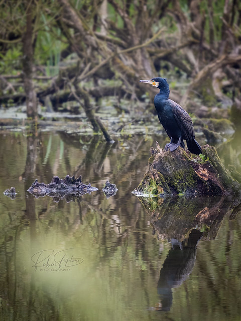 Cormorant in Habitat