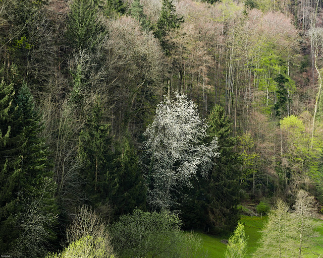 Tree in full bloom, contrasting with a steep, wooded hillside