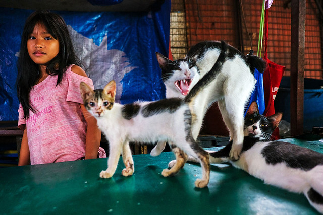 Cats - Manila, Philippines
