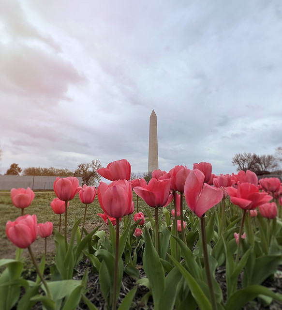 Tulips and the Washington Monument