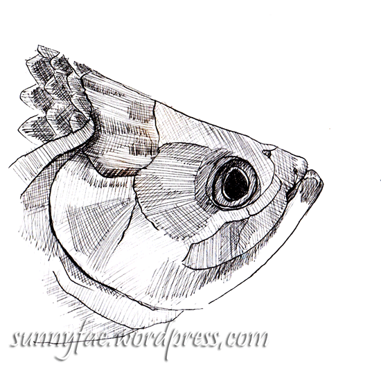 ink drawing fish head