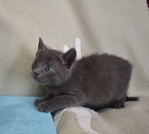 Jareth, gatito azul muy bueno, nacido en Marzo´23, en adopción. Valencia. ADOPTADO. 52823308327_8fdba5bd6f