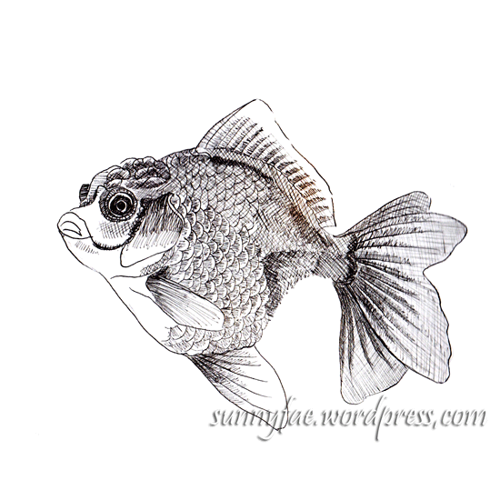 fan tail fish ink sketch