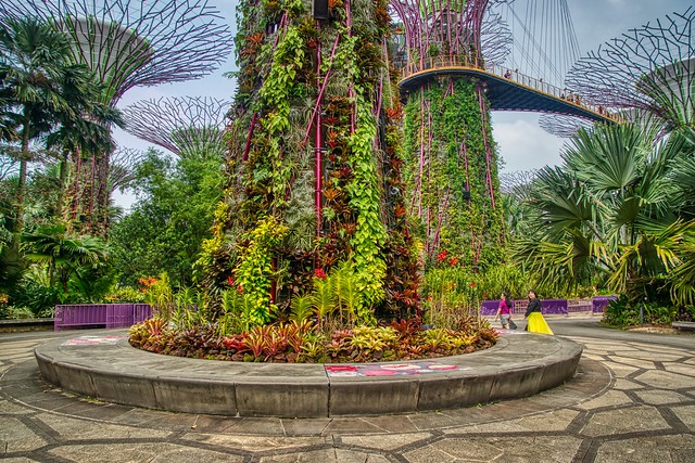 Supertree grove in the Gardens by the Bay in Singapore