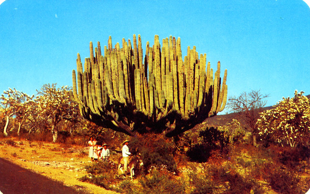 El Organo Organ Piope Cactus Mexico