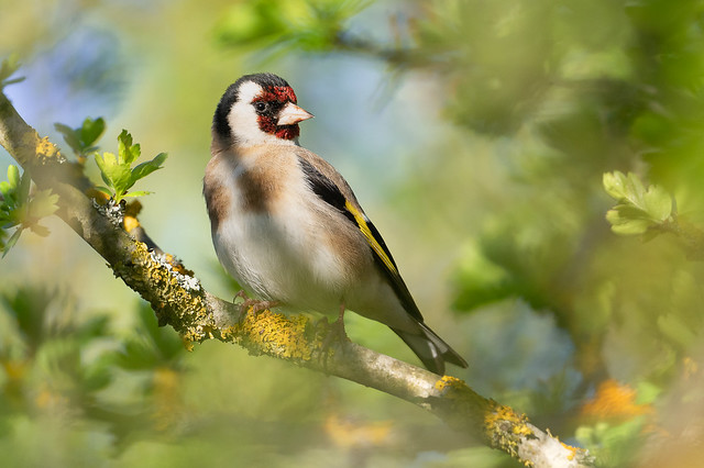 European goldfinch - Chardonneret élégant - Carduelis carduelis - Jilguero europeo
