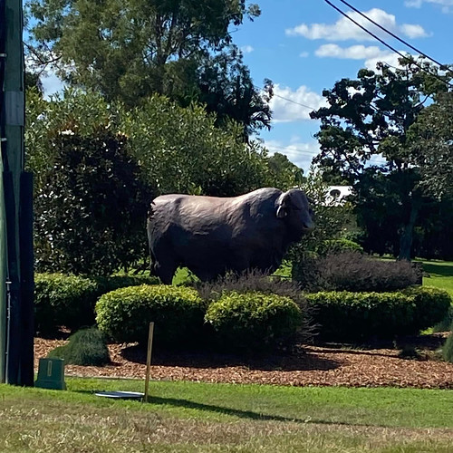 rockhampton is the beef capital of australia