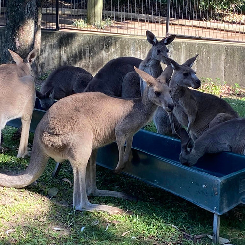 feed time for the kangaroos